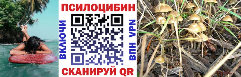 Псилоцибиновые грибы Psilocybe  Ефремов 